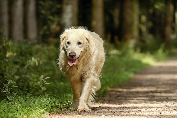 localizzatore gps cane