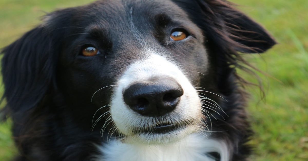 Lulù, la Border Collie che ha ricevuto un’eredità di 5 milioni di dollari dal suo defunto padrone (VIDEO)