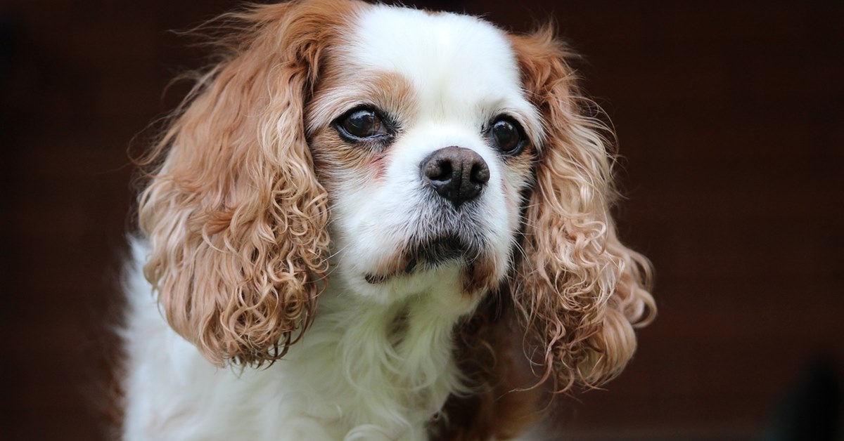 Metrite del cane: cos’è, sintomi e cause