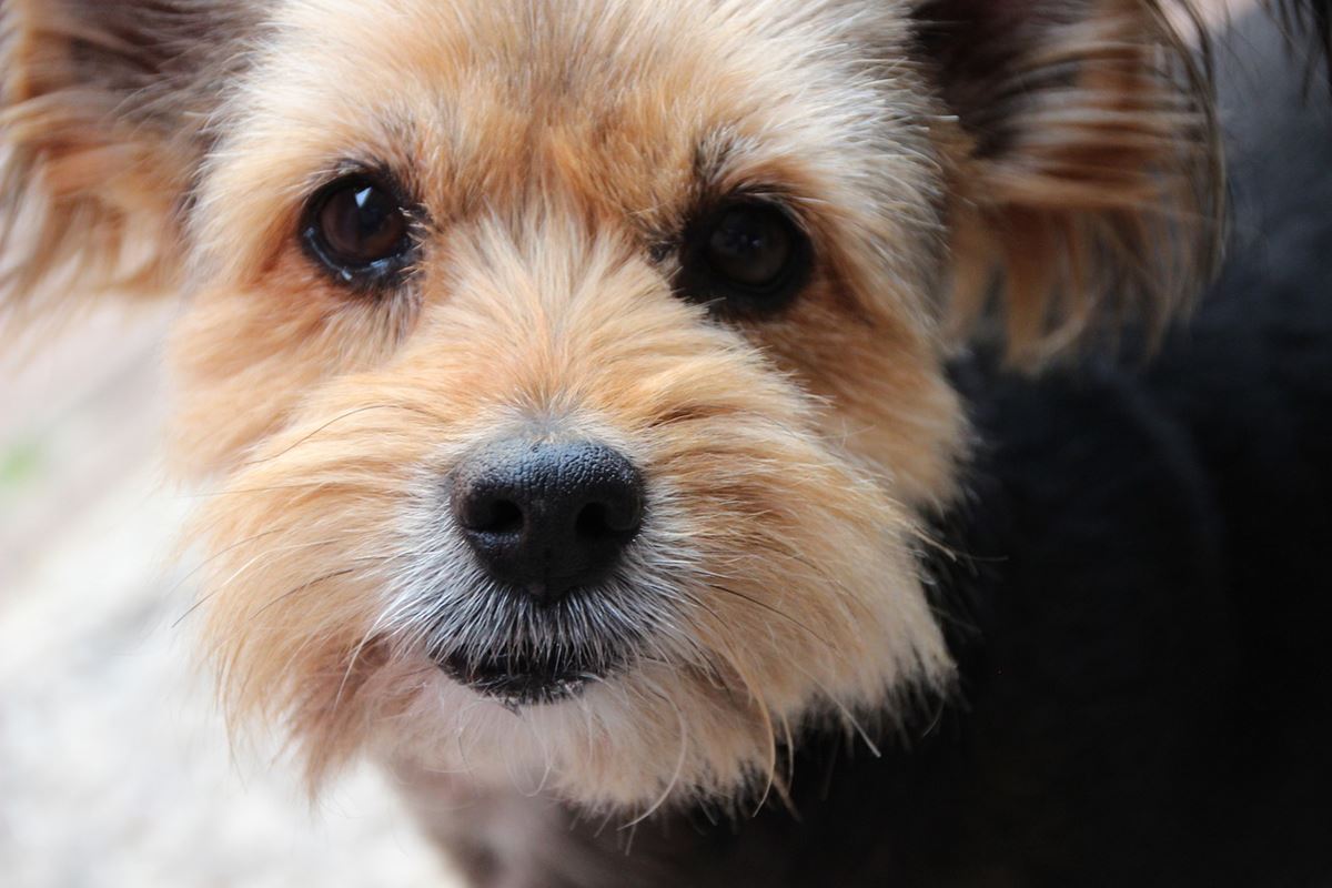 yorkshire terrier anziano