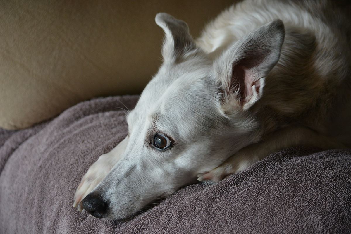 cane bianco disteso sul letto