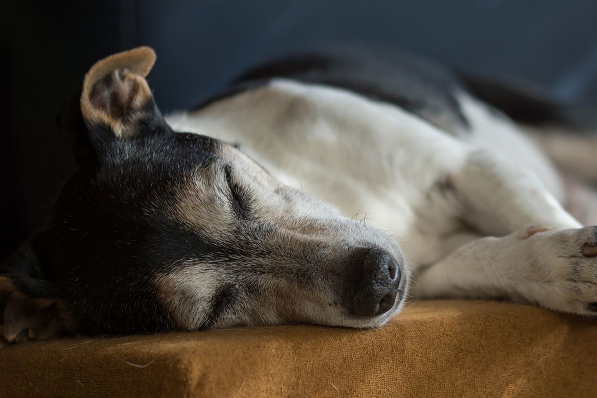 cane che dorme disteso su un fianco