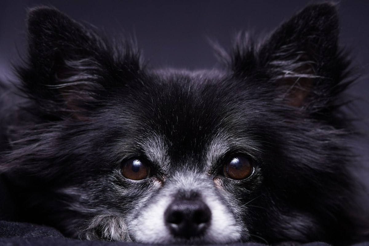 cane di piccola taglia a pelo lungo