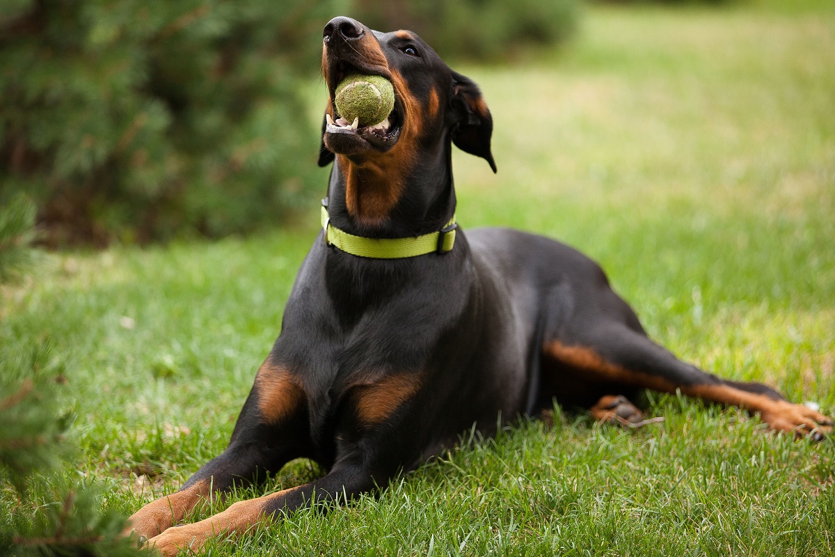 cane alano con palla