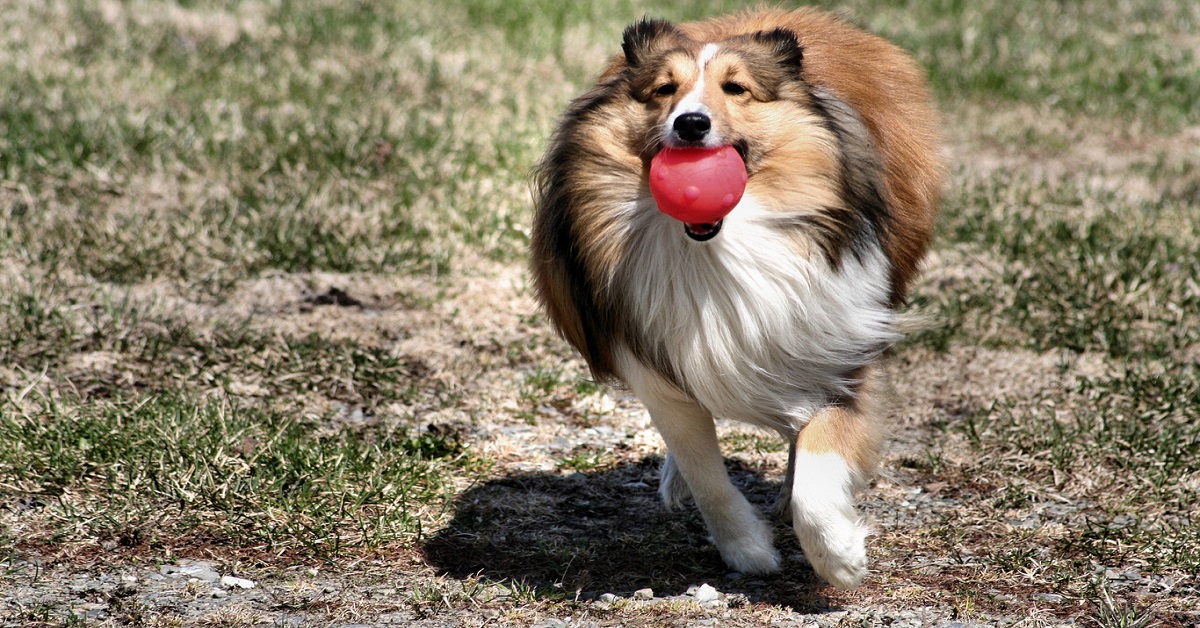 cane collie con pallina