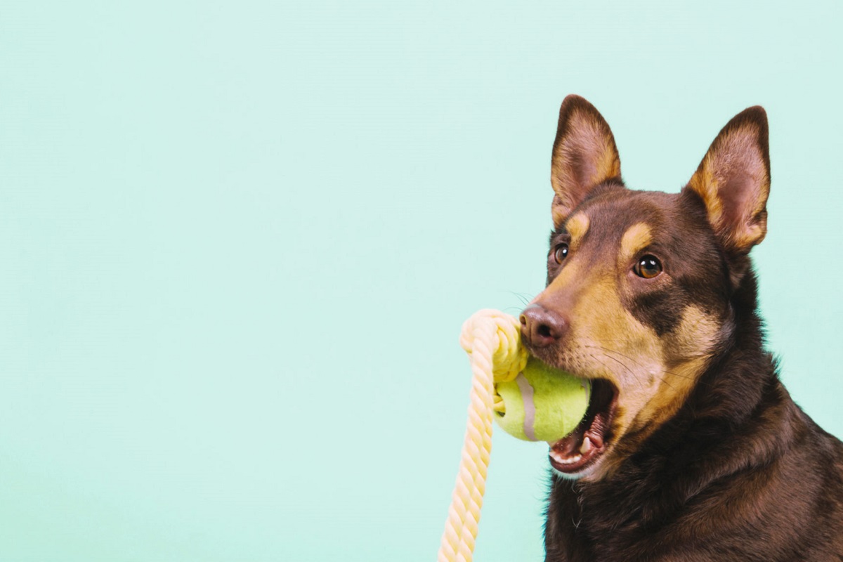 palla con corda per cane