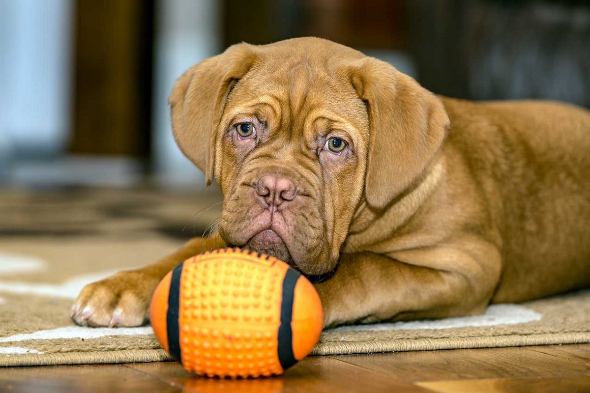 cane boxer