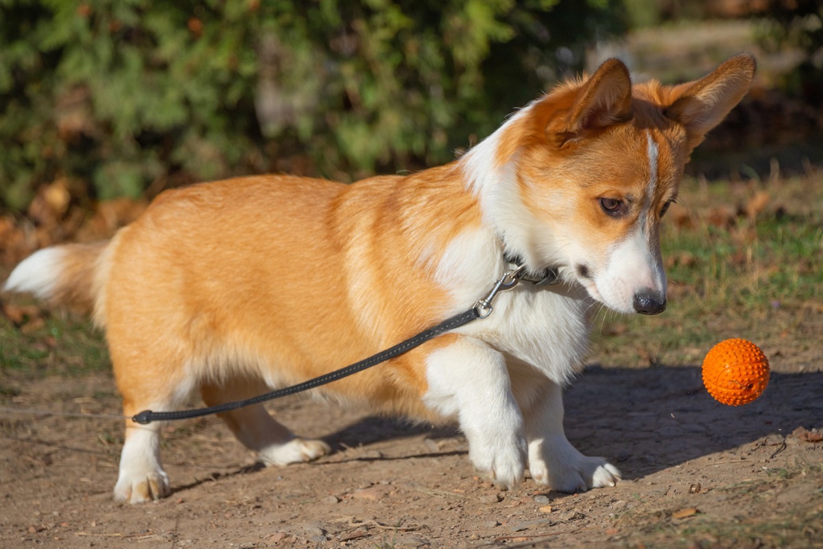 cane corgi 