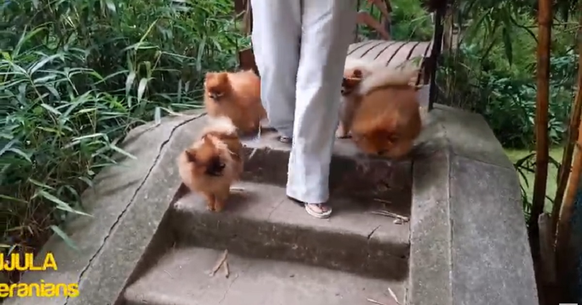 passeggiata al parco di una banda di teneri cuccioli di Pomerania