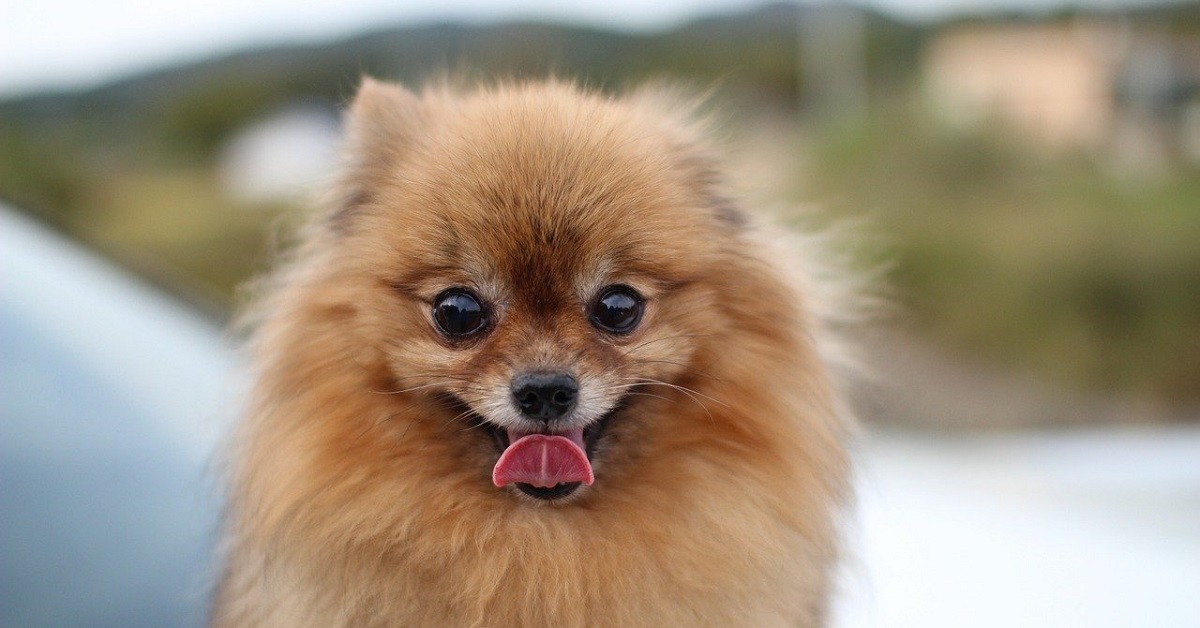 Il cucciolo di Pomerania fa una passeggiata sulla neve (VIDEO)