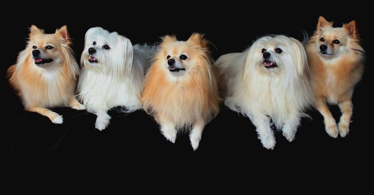 La passeggiata al parco di una banda di teneri cuccioli di Pomerania (VIDEO)