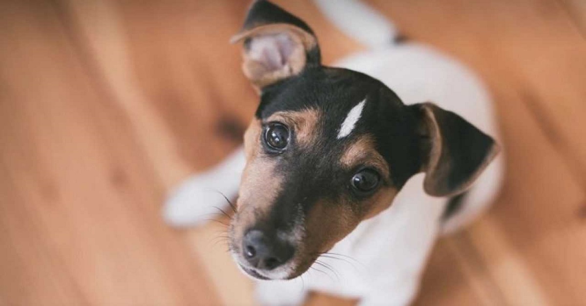 Perché il cane salta come un pazzo tutto il giorno?