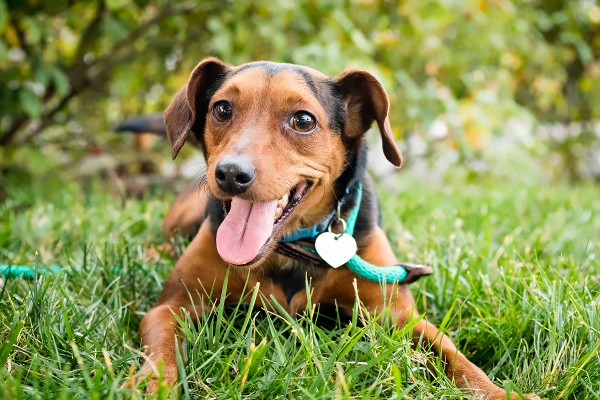 cane sul prato