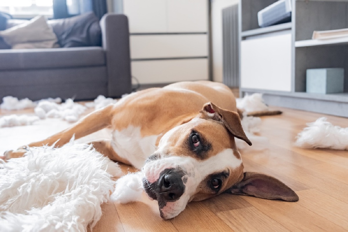 cane ha distrutto il tappeto