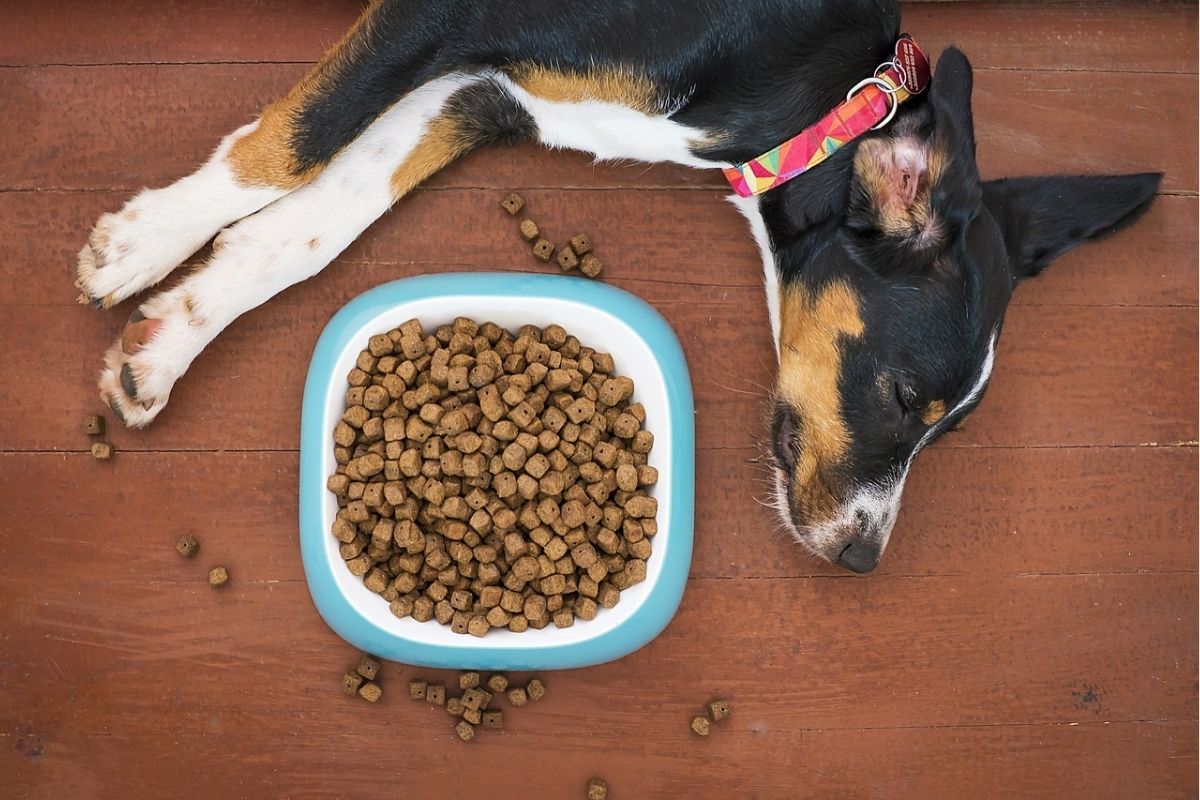 Perdita di appetito nel cane: cosa fare se Fido non mangia