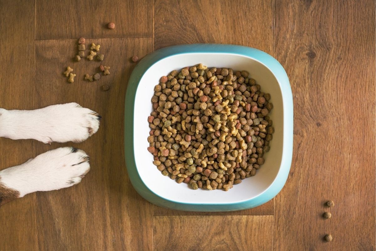 zampe di un cane vicino ad una ciotola di cibo