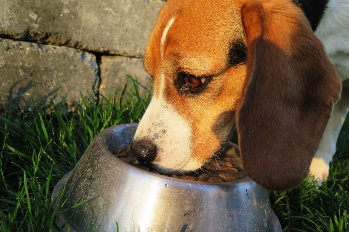 cane mangia da una ciotola di cibo