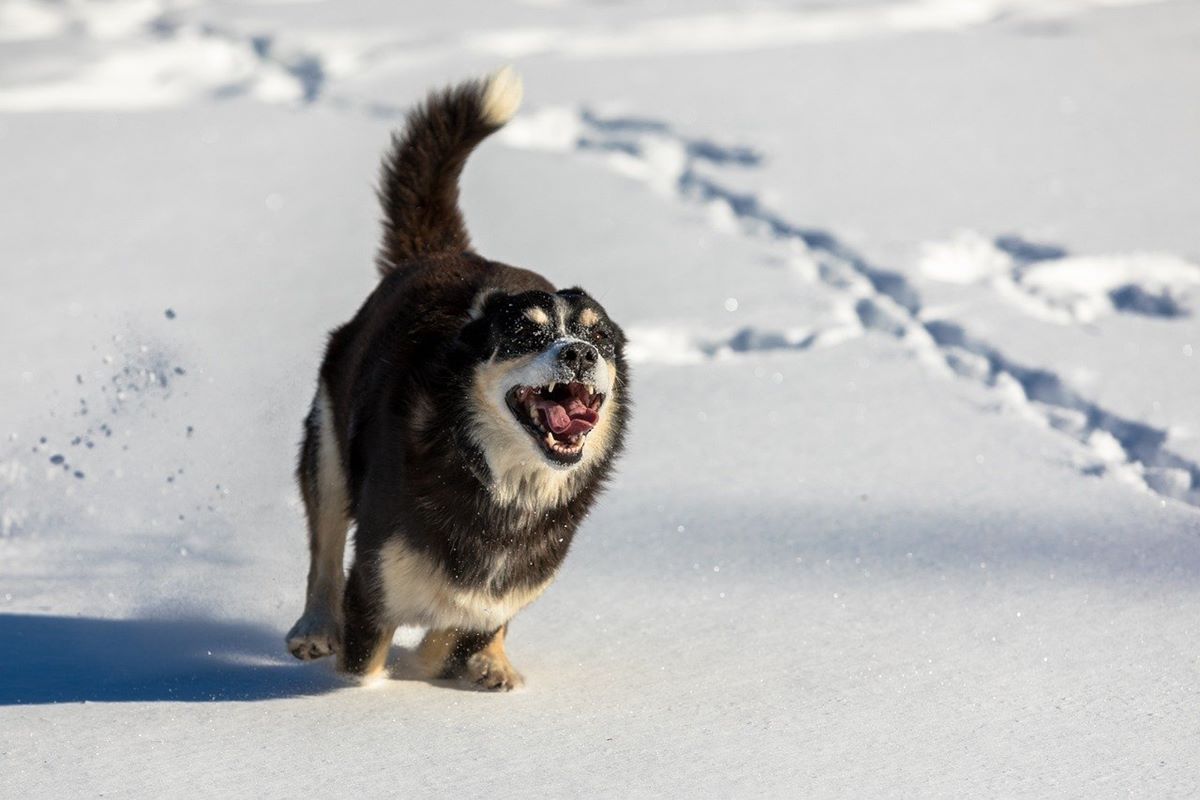 cane che corre sulla neve