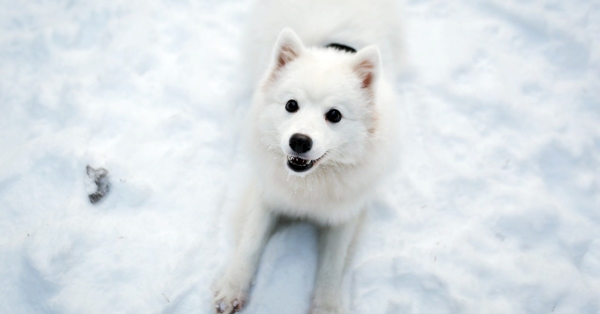 cane bianco sulla neve
