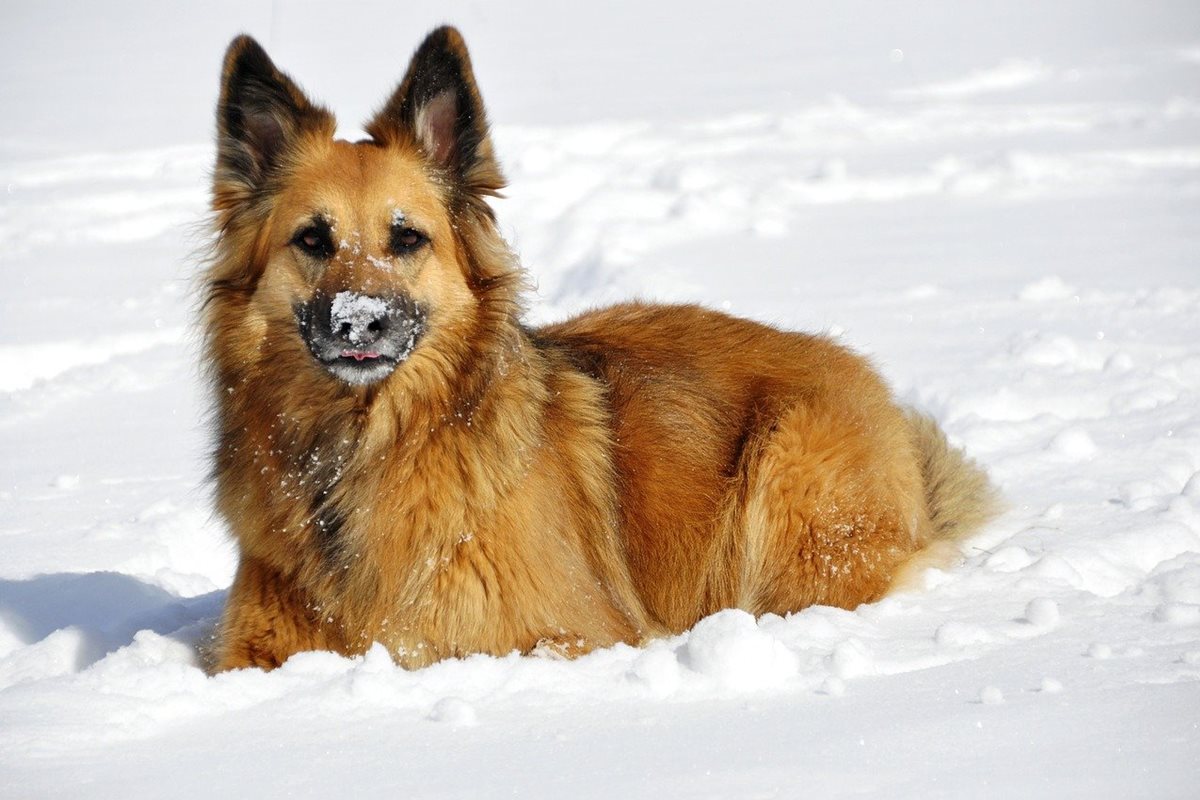 cane mangia la neve