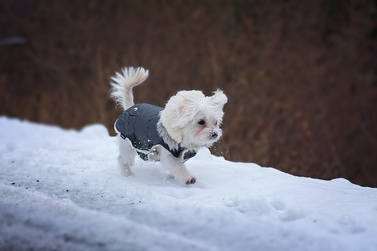 cappottino per cani di taglia piccola