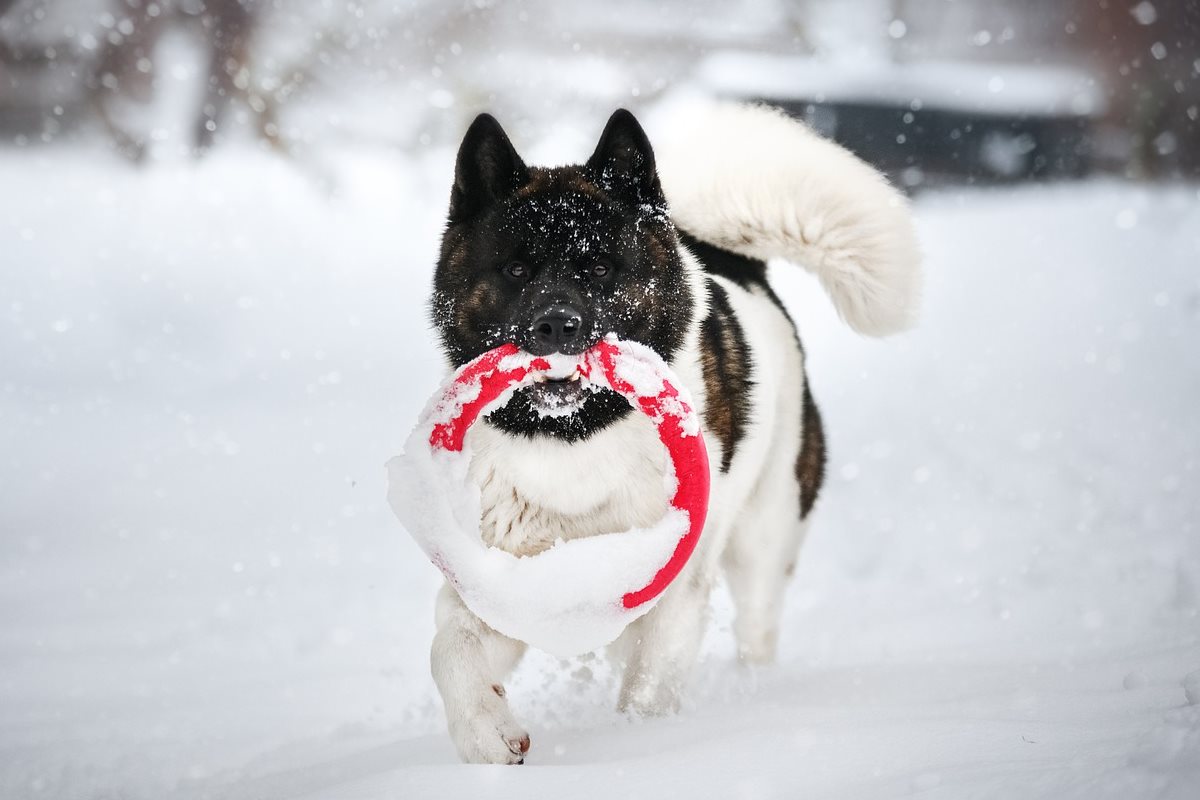 cane che gioca sulla neve