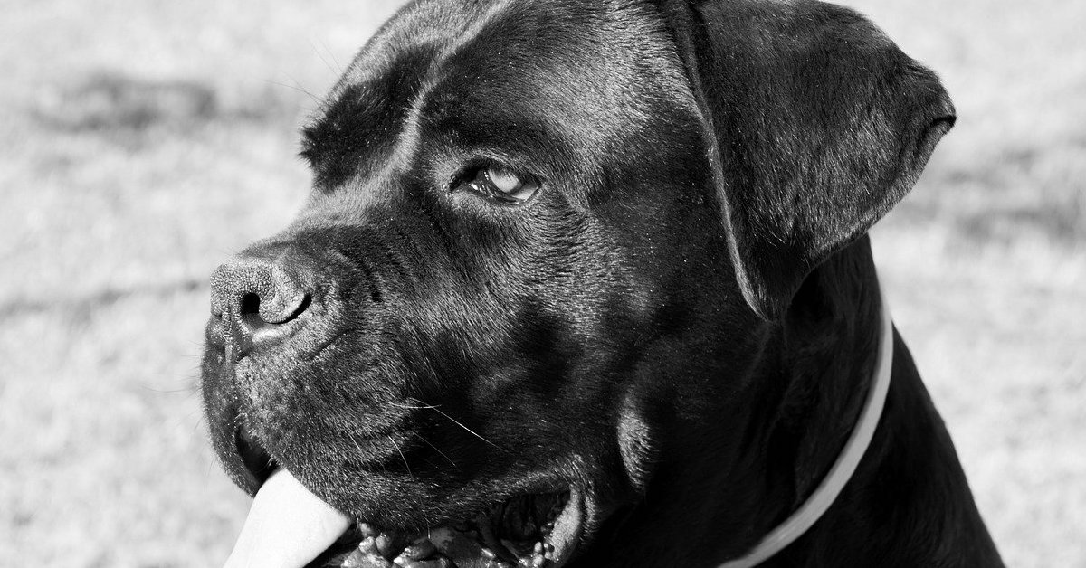 Prendersi cura di un Cane Corso: come fare, passo per passo