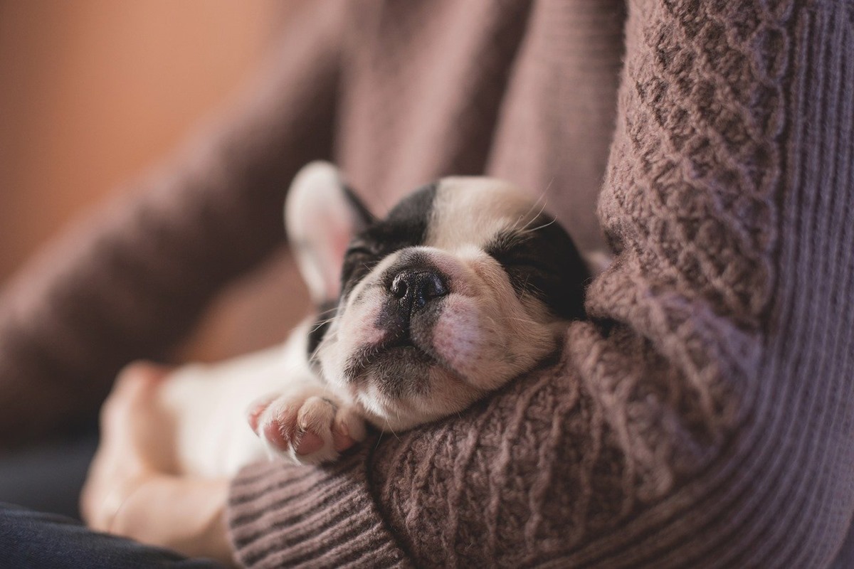 cucciolo di cane che dorme in braccio alla padrona