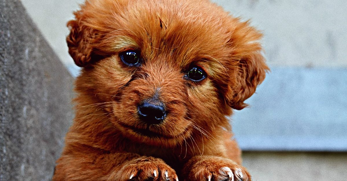 Prima notte del cucciolo di cane, come affrontarla