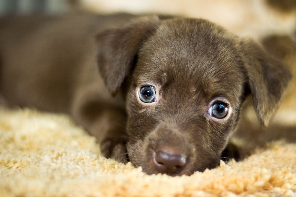 cucciolo con gli occhi blu