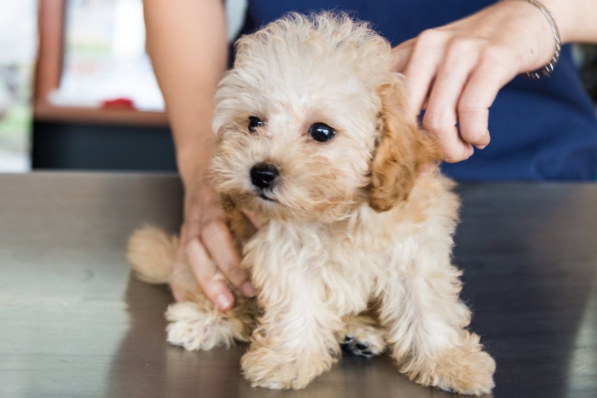 Quando si sverminano i cuccioli di cane?