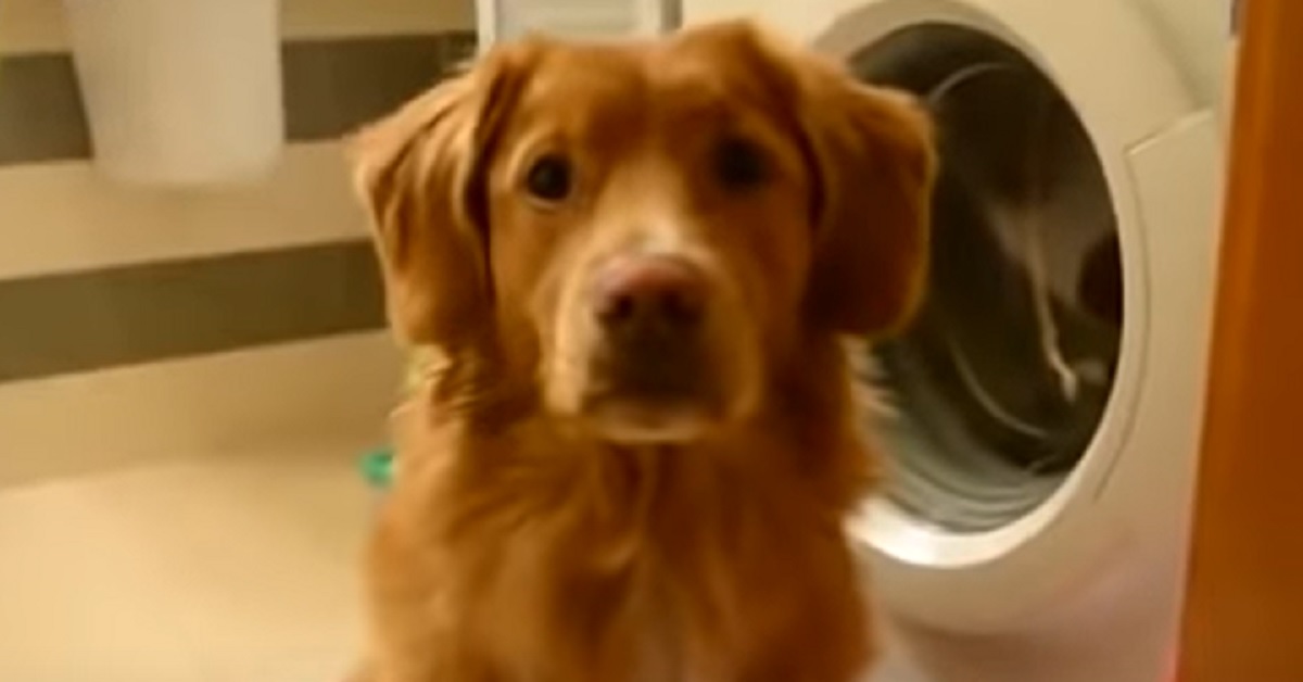 Questo cucciolo di cane è perfettamente capace di fare il bucato da solo, il video vi sorprenderà