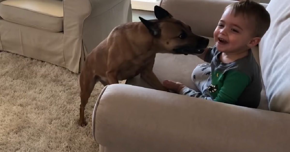 Questo cucciolo di cane fa divertire il fratellino di 18 mesi, il video è una gioia per gli occhi