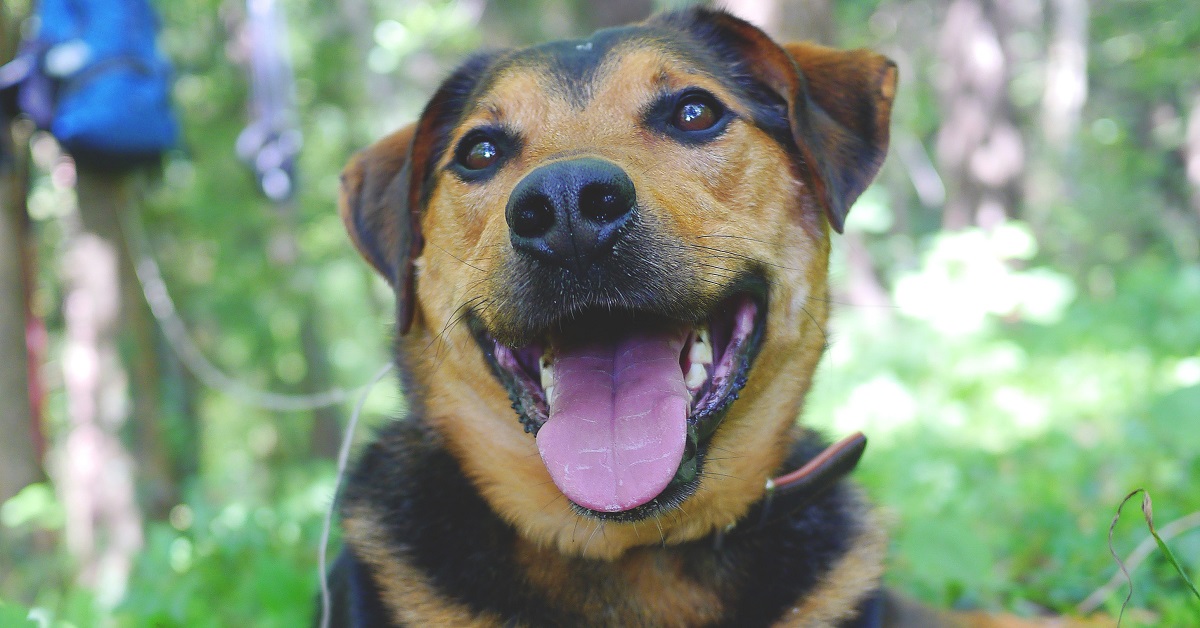 Questo cucciolo di cane ha come giocattolo preferito un oggetto del tutto inusuale, il video è curioso