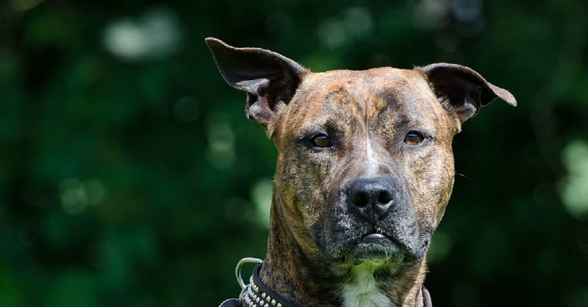 Questo cucciolo di cane ha una reazione epica appena sente la parola “formaggio”, il video è irresistibile