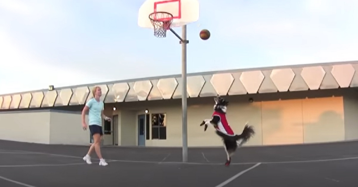 Questo cucciolo di cane possiede un talento innato per il basket, il video è qualcosa di straordinario