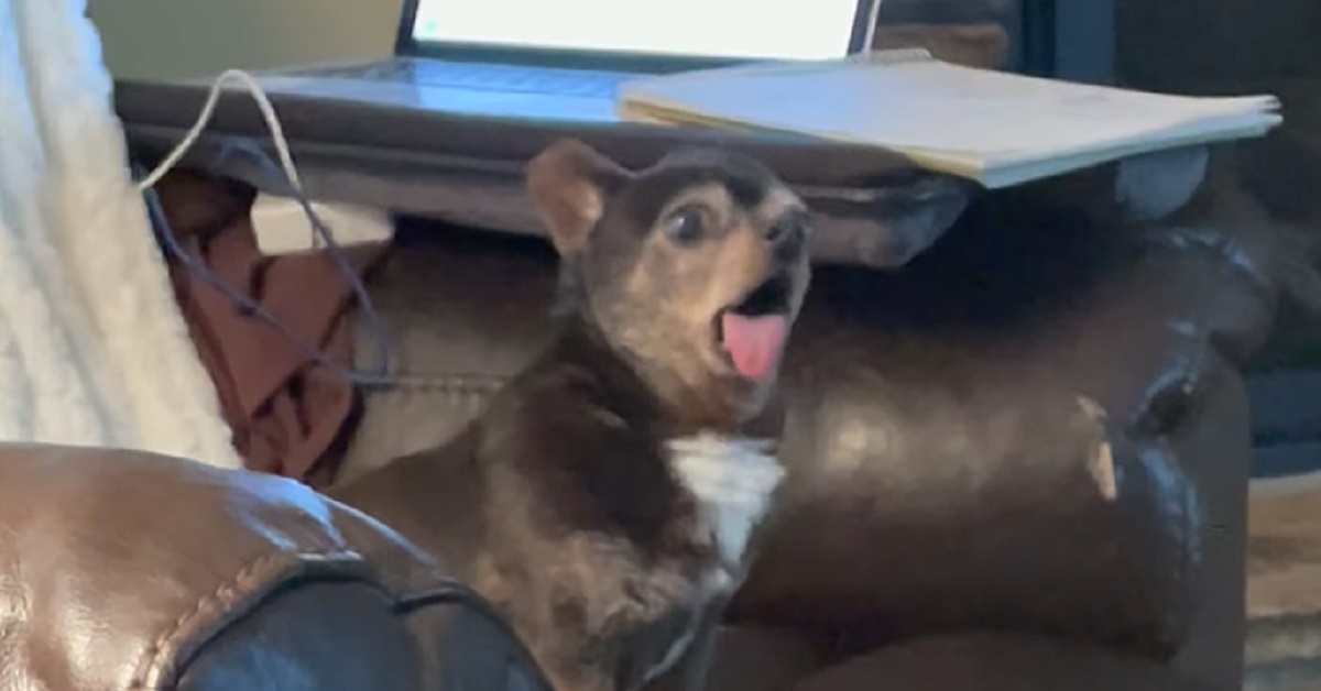 Questo cucciolo di Chihuahua ha un modo di abbaiare a dir poco strano, il video è da vedere assolutamente