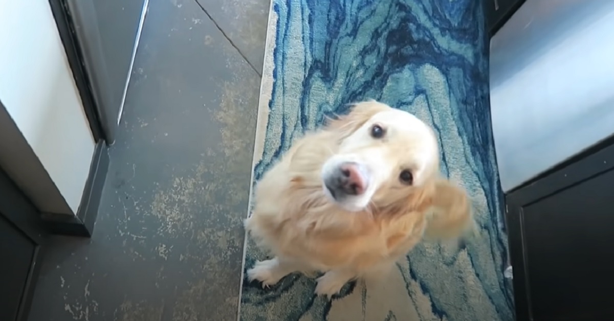 Questo cucciolo Golden Retriever è gelosissimo di papà per via della sua fidanzata, il video è imperdibile