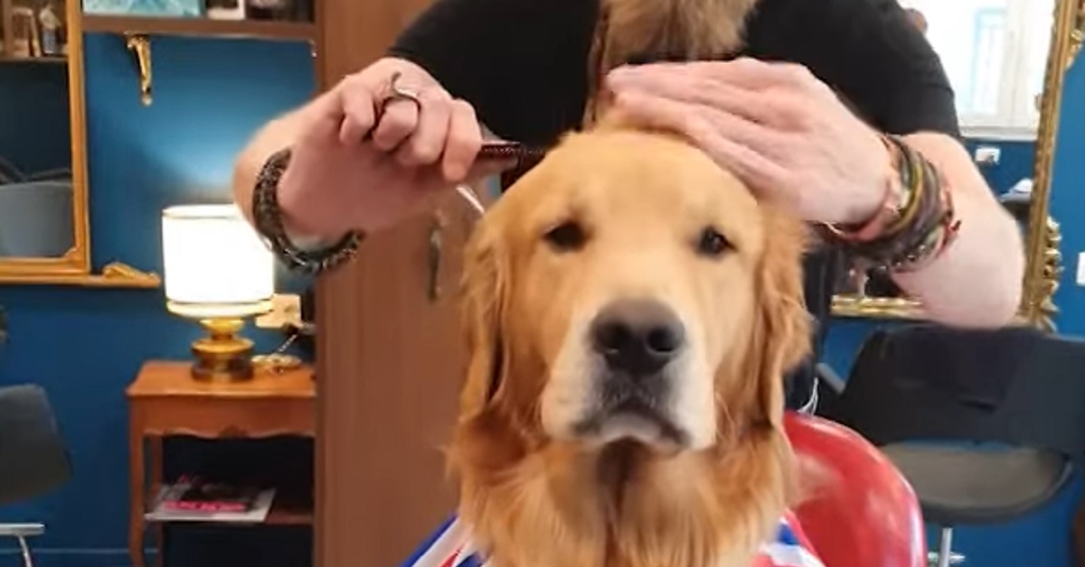 Questo cucciolo Golden Retriever ha il suo barbiere personale, il video è un’autentica sorpresa
