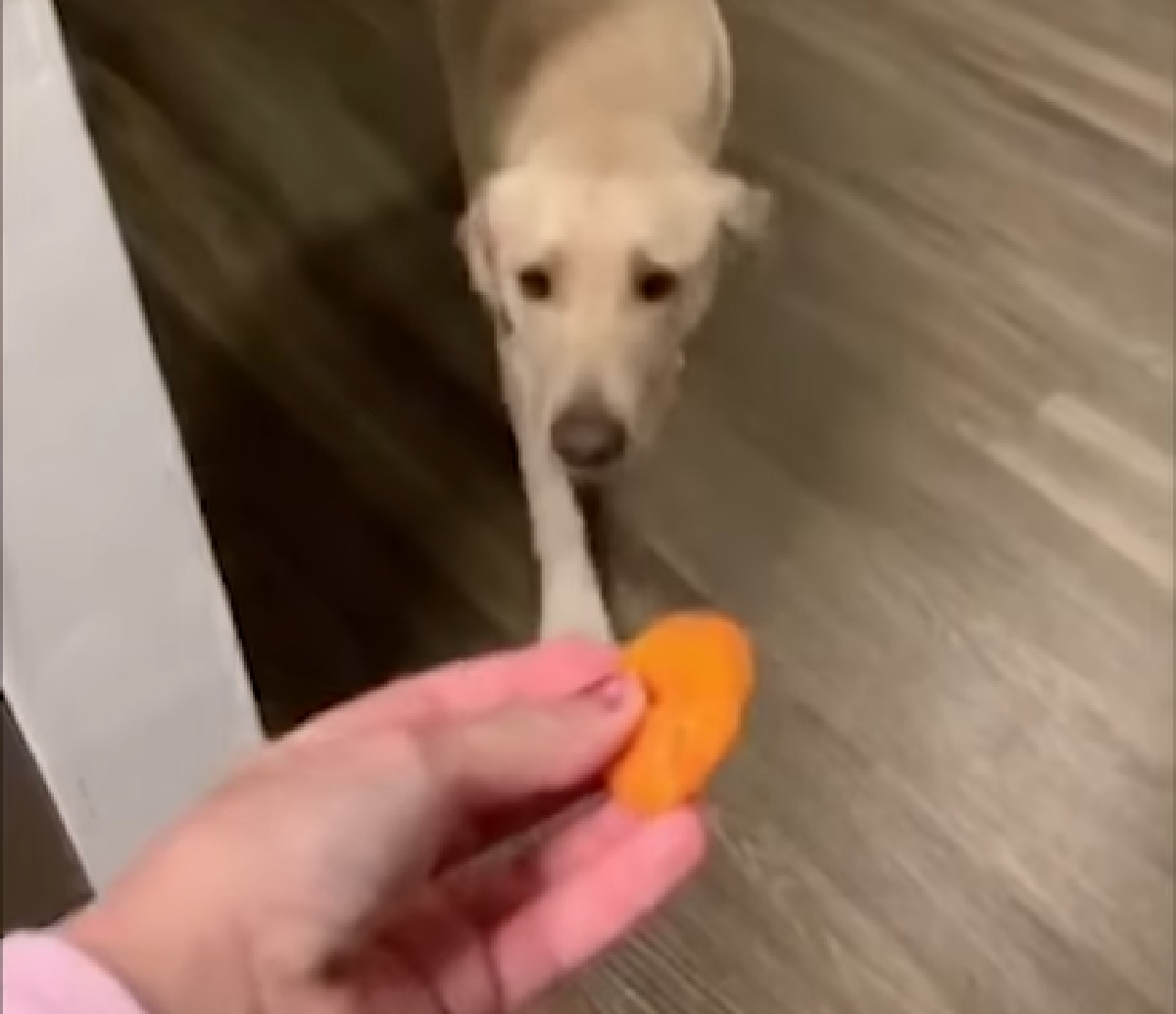 ace cucciolo labrador adora carote