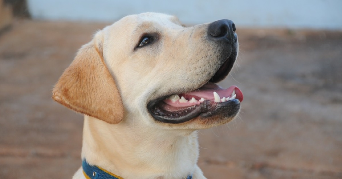 Questo cucciolo Labrador non vuole la medicina per le orecchie, il video è di una simpatia travolgente