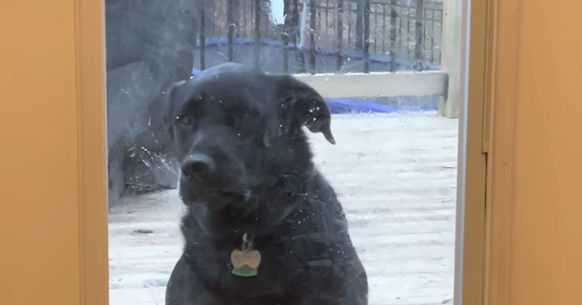 Questo cucciolo meticcio ha un modo bizzarro per chiedere di rientrare, il video è una comica