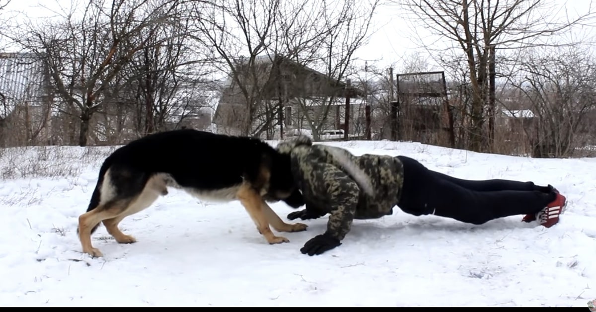 cane e padrone allenamento insieme