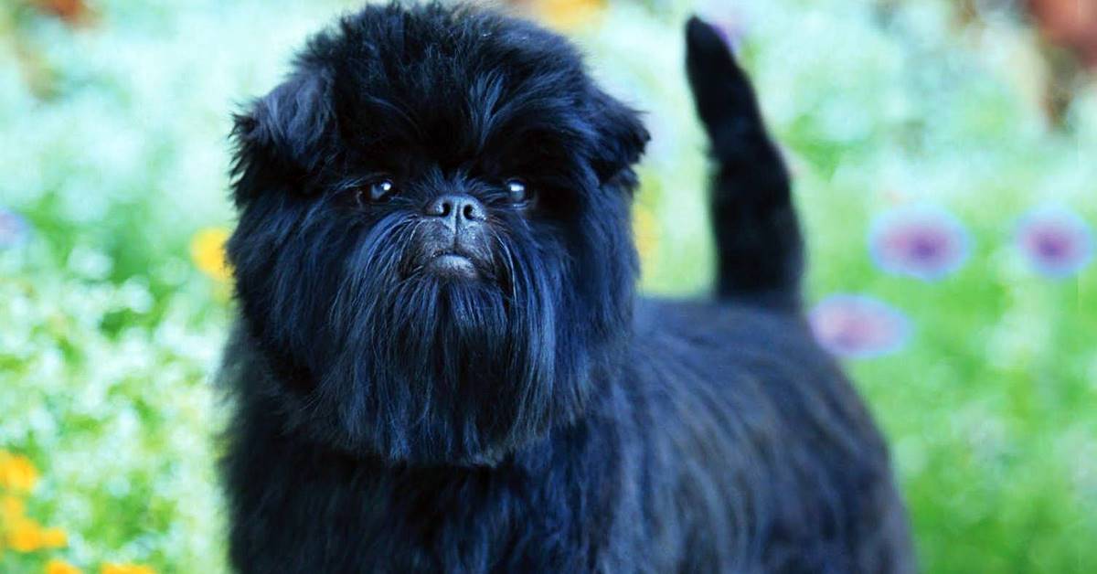 affenpinscher nero nero