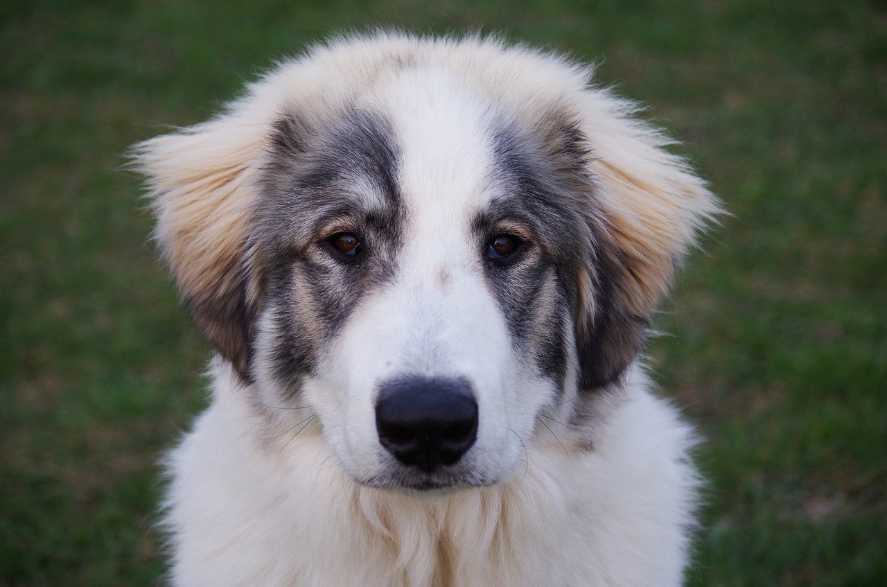 cucciolo di cane