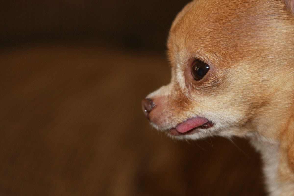 cucciolo in primo piano