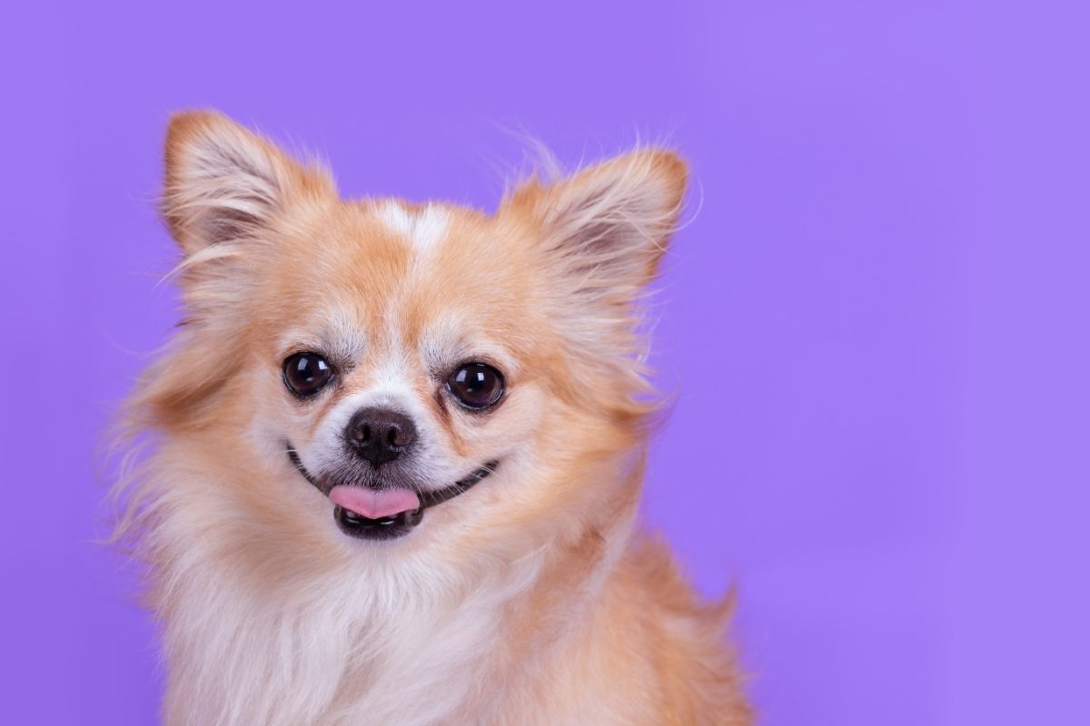Chihuahua con sfondo viola
