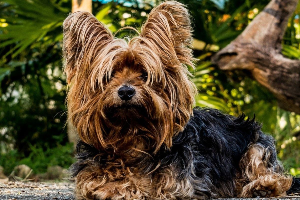 yorkshire terrier