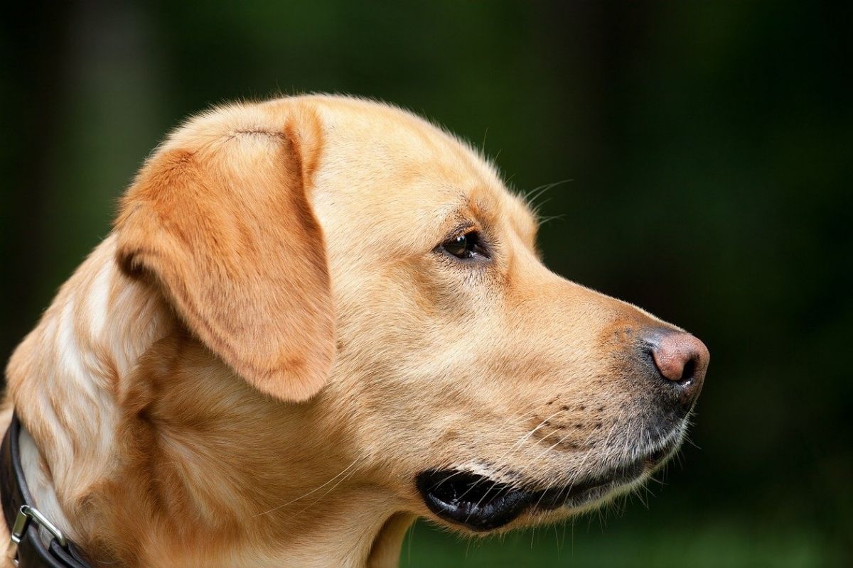 labrador