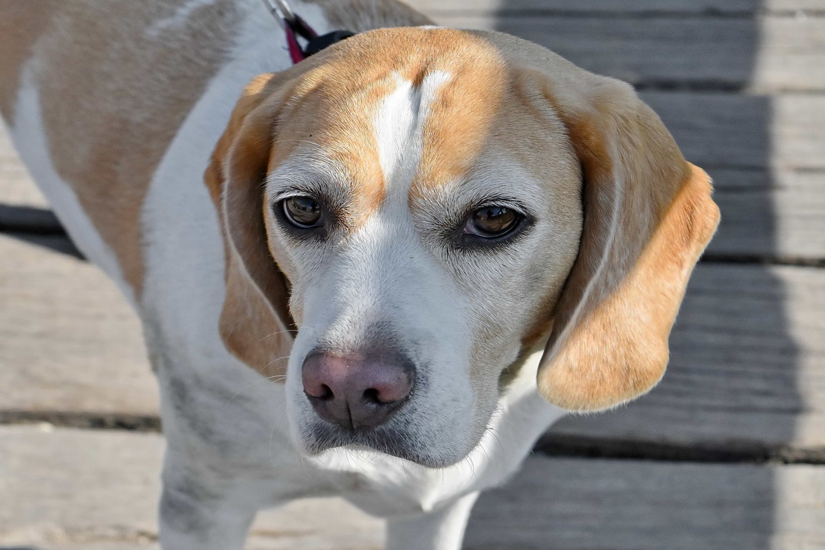 beagle con ombra e luci sul viso